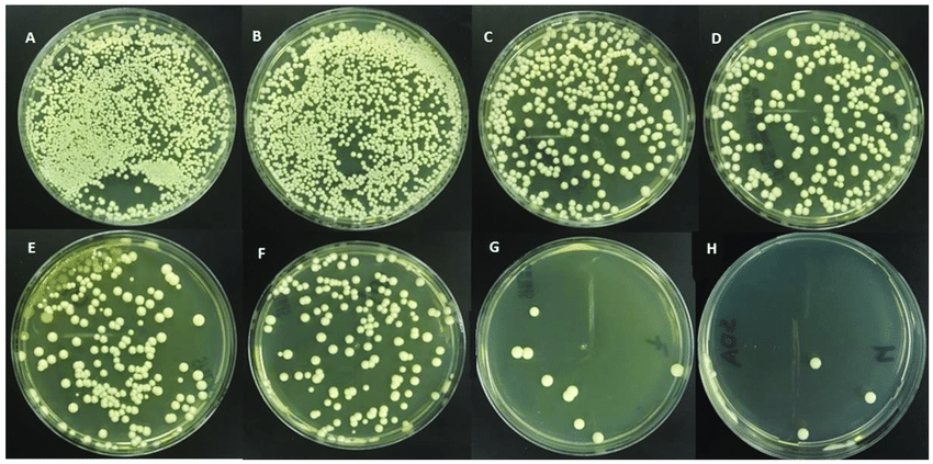 Cultures of Candida albicans colonies based on different concentrations of thymoquinone