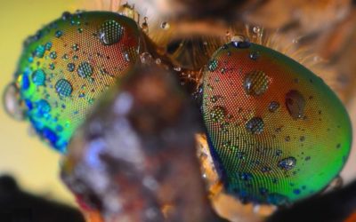 Nové solárne články inšpirované očami hmyzu